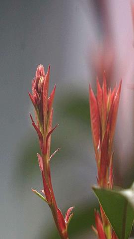 图片叶芽变为枝条