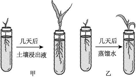 图片玉米幼苗在蒸馏水和土壤侵出液中的生长状况