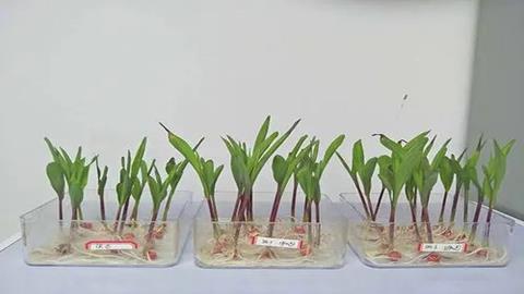 图片玉米幼苗在蒸馏水和土壤侵出液中的生长状况