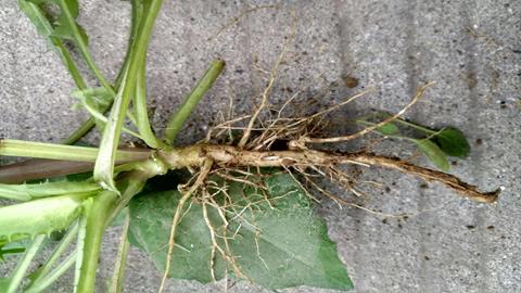 图片根毛与根尖结构