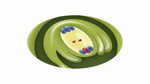 图片子房内的胚珠示意图