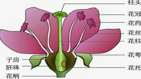 图片桃花的基本结构