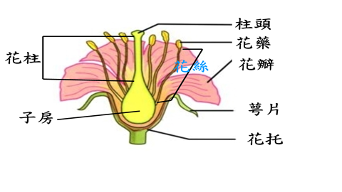 图片桃花的基本结构