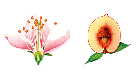 图片花到果实的形成过程