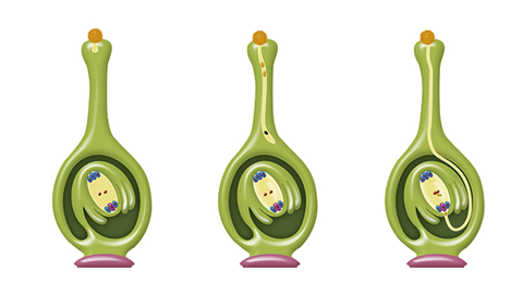 图片受精过程示意图