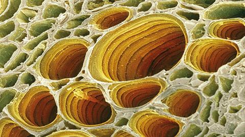 图片烟草植株叶片中的导管