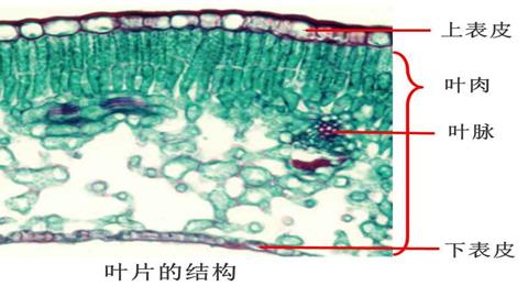 图片叶片结构示意图