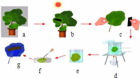 图片绿叶在逛下制造有机物实验过程