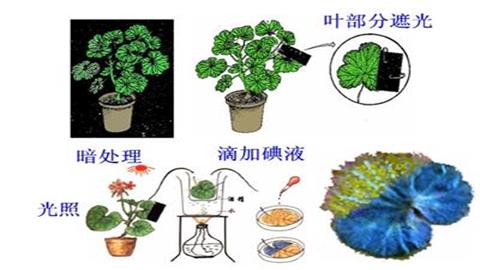图片绿叶在逛下制造有机物实验过程