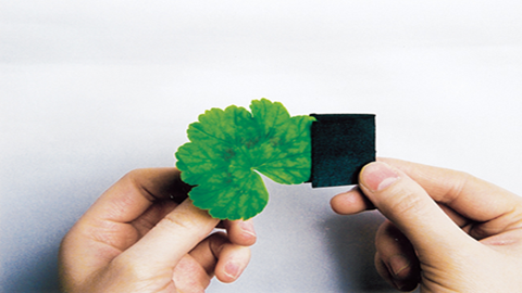 图片去掉黑纸片