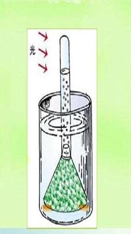 图片金鱼藻制造氧气的实验