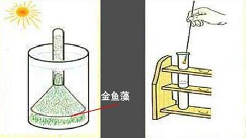 图片金鱼藻制造氧气的实验
