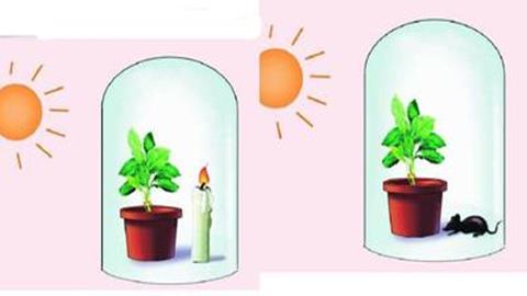 图片普里斯特里的植物更新空气的实验