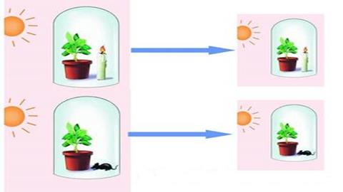 图片普里斯特里的植物更新空气的实验