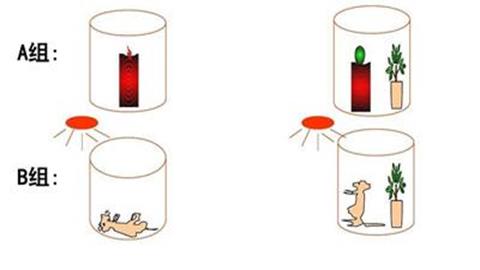 图片普里斯特里的植物更新空气的实验
