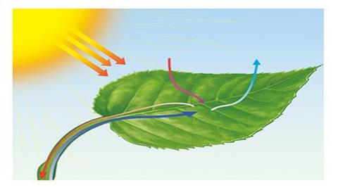 图片光合作用示意图