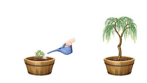 图片海尔蒙特的柳树实验