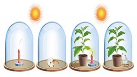 图片普里斯特里的植物更新空气的实验