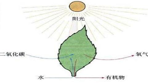 图片光合作用示意图