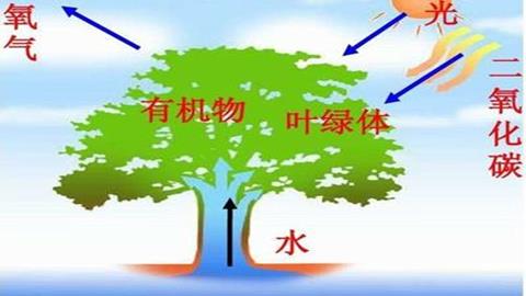 图片光合作用示意图