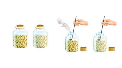 图片煮熟的种子和新鲜的种子呼吸作用的对比