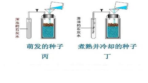 图片呼吸作用产生二氧化碳