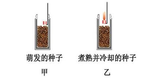 图片煮熟的种子和新鲜的种子呼吸作用的对比