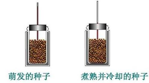 图片煮熟的种子和新鲜的种子呼吸作用的对比