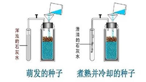 图片煮熟的种子和新鲜的种子呼吸作用的对比