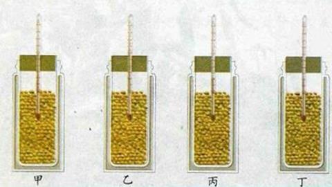 图片煮熟的种子和新鲜的种子呼吸作用的对比