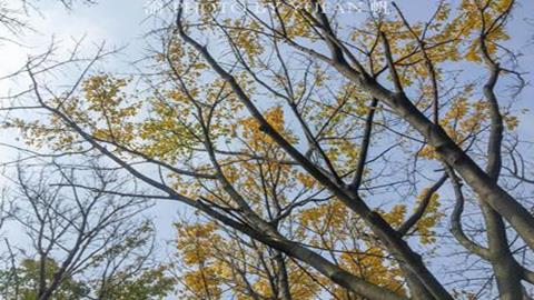 图片落叶阔叶林