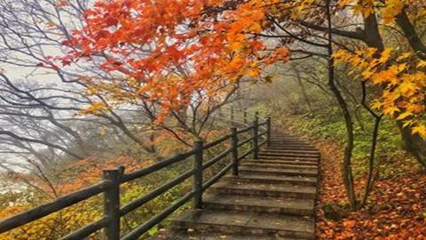 图片落叶阔叶林