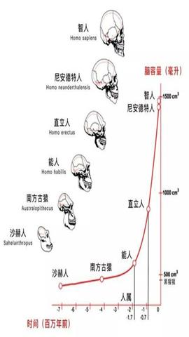 图片人类进化时脑容量的变化，从左向右依次是南方古猿、能人、直立人、智人