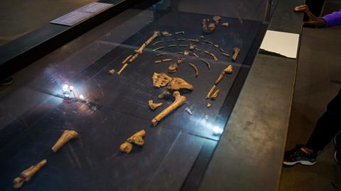 图片生活在302万年前的人类远祖-露西的化石