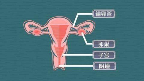 图片子宫与卵巢