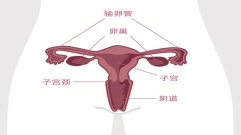 图片子宫与卵巢