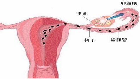 图片精卵在输卵管里结合形成受精卵