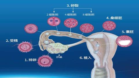 图片排卵、受精和胚泡发育示意图