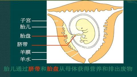 图片胎儿、脐带和胎盘关系