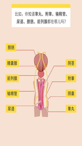 图片男性生殖系统示意图（正面）