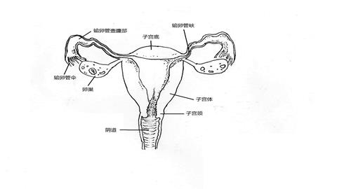 图片女性生殖系统示意图（正面