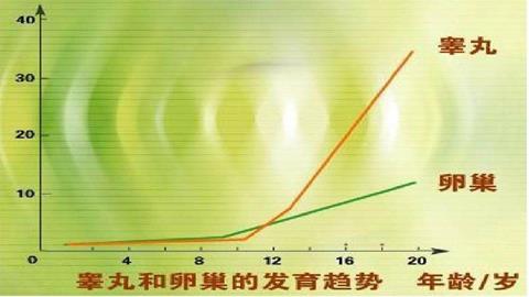 图片青春期睾丸和卵巢的发育曲线