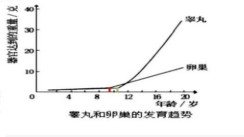 图片青春期睾丸和卵巢的发育曲线