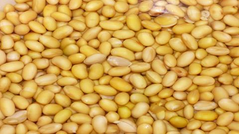 图片脂肪含量较多的食品-大豆