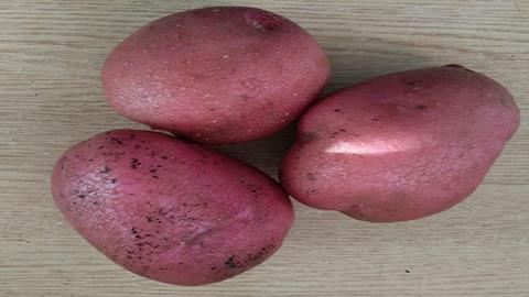 图片糖类含量较多的食品-土豆