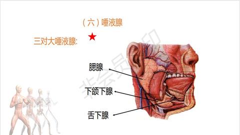 图片舌和唾液腺