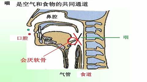 图片食物通过口腔、咽和食道
