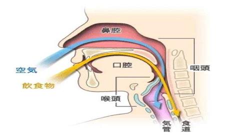 图片食物通过口腔、咽和食道