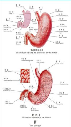 图片胃