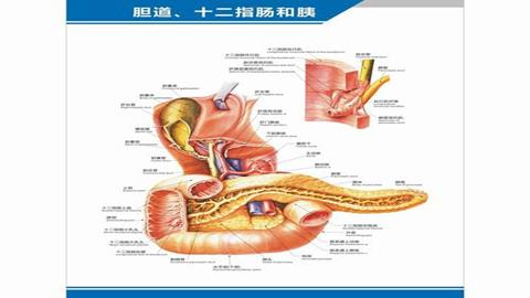 图片肝、胆、胰、十二指肠的相互关系